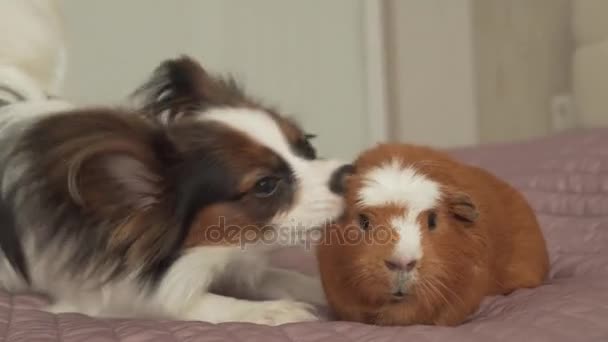 Papillon continentaal Toy Spaniel pup, spelen met cavia RAS Golden American Crested stock footage video — Stockvideo