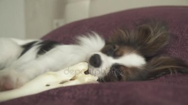 Papillon Continental oyuncak İspanyol köpek yavrusu koyun eti stok görüntüleri video kurutulmuş bacak kemiren