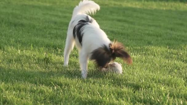 Papillon Continental Toy Spaniel puppy Papillon Continental Toy Spaniel puppy playing with plush mouse on a green lawn slow motion stock footage video — Stock Video