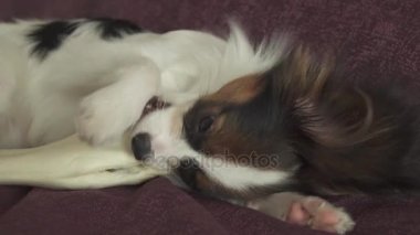Papillon Continental oyuncak İspanyol köpek yavrusu koyun eti stok görüntüleri video kurutulmuş bacak kemiren
