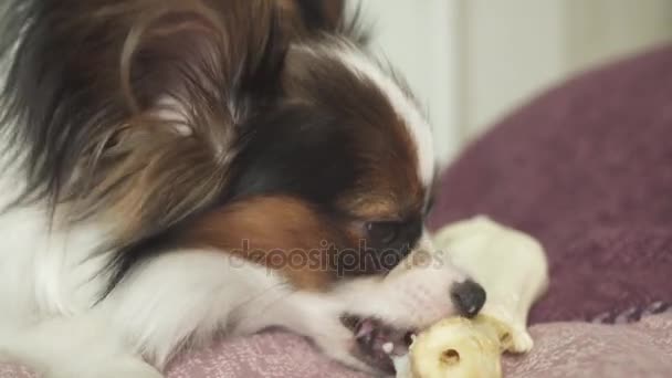 Papillon Continental Toy Spaniel щенок грызет высохшую ногу баранины видео — стоковое видео