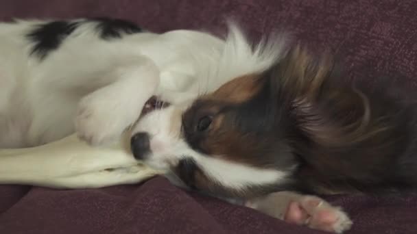 Papillon Continental Toy Spaniel chiot grignote jambe séchée de mouton stock de vidéo — Video