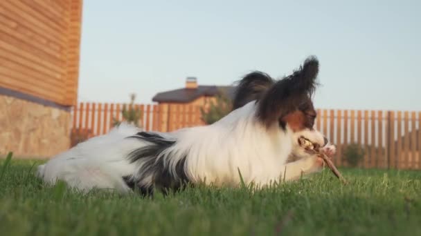 Papillon continentaal Toy Spaniel pup knagen stok op groen gazon stock footage video — Stockvideo