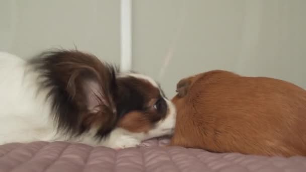 Papillon Continental Toy Spaniel щенок играет с породой морских свинок Golden American Crested видео — стоковое видео