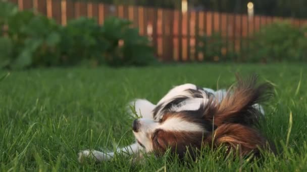 Papillon continentaal Toy Spaniel pup knagen stok op groen gazon stock footage video — Stockvideo