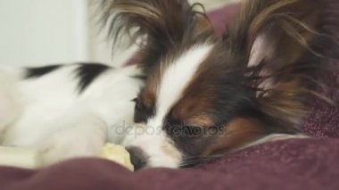 Papillon Continental oyuncak İspanyol köpek yavrusu koyun eti stok görüntüleri video kurutulmuş bacak kemiren