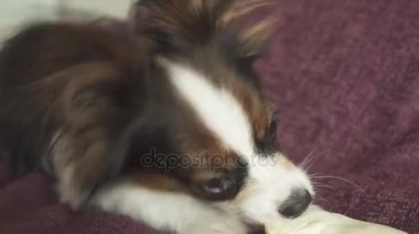 Papillon Continental oyuncak İspanyol köpek yavrusu koyun eti stok görüntüleri video kurutulmuş bacak kemiren