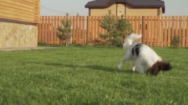 Papillon Continental oyuncak İspanyol köpek yavrusu bir yeşil çim stok görüntüleri video peluş fare ile oynarken