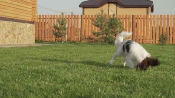 Papillon continentaal Toy Spaniel pup, spelen met pluche muis op een groen gazon stock footage video — Stockvideo