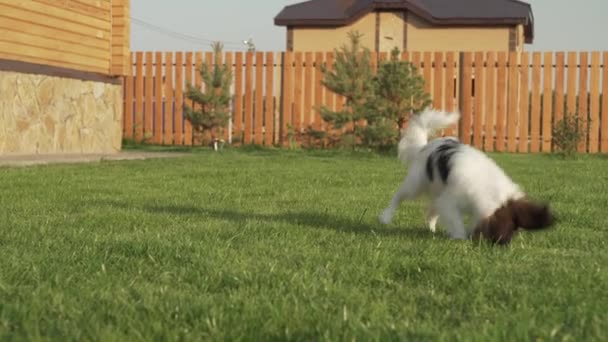 Papillon Continental Toy Chiot espagnol jouant avec la souris en peluche sur une pelouse verte vidéo de stock — Video