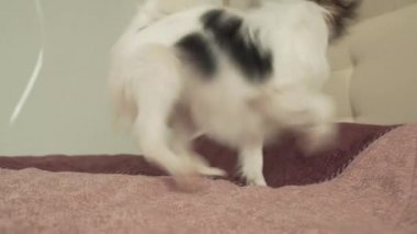 Papillon Continental oyuncak İspanyol köpek komik top stok görüntüleri video çalış