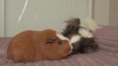 Eskiden şiling şimdi domuz doğurmak stok görüntüleri video altın Amerikan tepeli ile oynarken papillon Continental oyuncak İspanyol köpek yavrusu