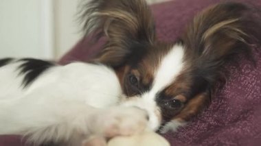 Papillon Continental oyuncak İspanyol köpek yavrusu koyun eti stok görüntüleri video kurutulmuş bacak kemiren