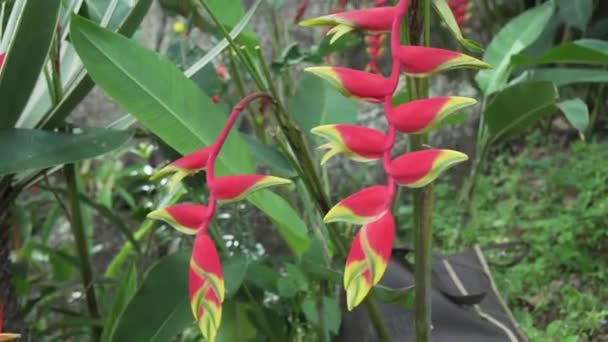 Heliconia vacker tropisk blomma i park arkivfilmer video — Stockvideo