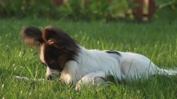 Papillon Continental brinquedo Spaniel filhote de cachorro roendo vara no gramado verde imagens de vídeo — Vídeo de Stock