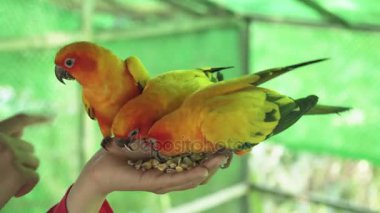 Genç kız papağan cennet papağanı stok görüntüleri video akışları.