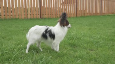Papillon Continental oyuncak İspanyol köpek yavrusu üzerinde yeşil çim stok görüntüleri video taze ot yiyor