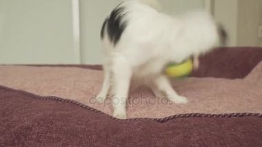 Papillon Continental oyuncak İspanyol köpek komik top stok görüntüleri video çalış