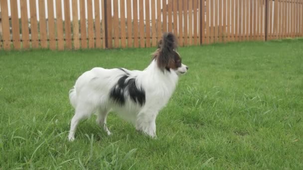 Papillon Continental Spielzeug Spaniel Welpe frisst frisches Gras auf grünem Rasen Stock Footage Video — Stockvideo