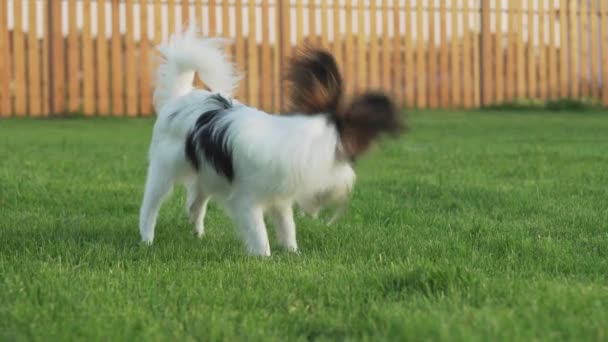 Papillon Continental brinquedo spaniel cachorro brincando com o mouse de pelúcia em um gramado verde imagens de vídeo — Vídeo de Stock