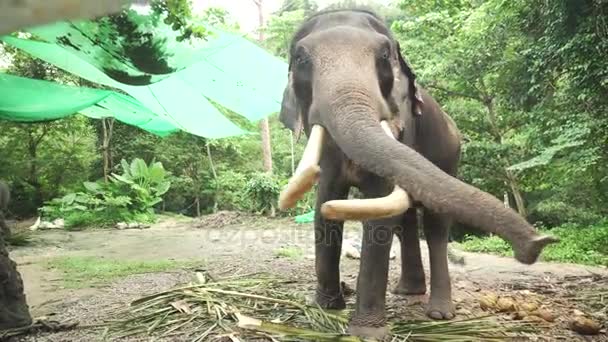 Big elephant with tusks stock footage video — стоковое видео