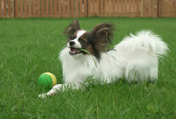 Bonito jovem cão masculino Continental brinquedo Spaniel Papillon come grama no gramado verde — Fotografia de Stock
