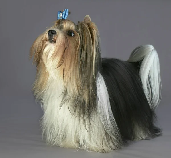 Gyönyörű férfi hód Yorkshire Terrier-Bow — Stock Fotó