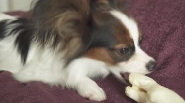 Papillon Continental oyuncak İspanyol köpek yavrusu koyun eti stok görüntüleri video kurutulmuş bacak kemiren