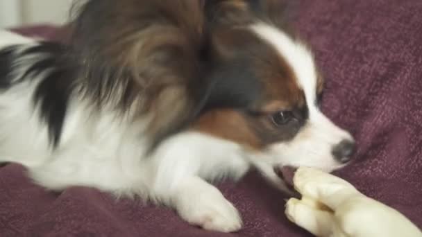 Papillon Continental brinquedo Spaniel cachorro rói perna seca de vídeo de imagens de estoque de carneiro — Vídeo de Stock