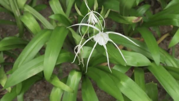 Hymenocallis hermosa flor tropical en parque material de archivo de vídeo — Vídeos de Stock