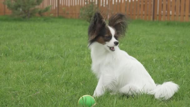 Papillon Continental brinquedo spaniel filhote de cachorro está comendo grama fresca no gramado verde imagens vídeo — Vídeo de Stock