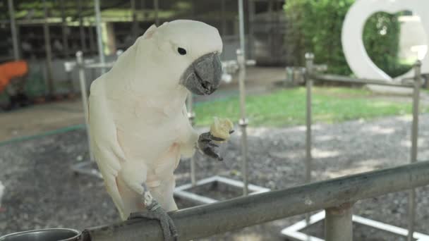 Grande papagaio branco Cockatoo come uma banana imagens de vídeo — Vídeo de Stock