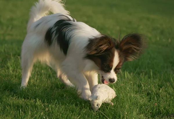 美丽年轻男性狗大陆玩具猎犬蝴蝶玩毛绒玩具在绿色的草坪上 — 图库照片
