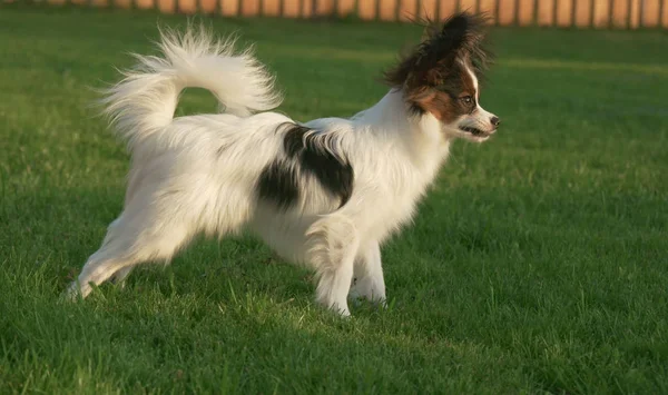 Hermoso perro macho joven Continental Juguete Spaniel Papillon en césped verde — Foto de Stock