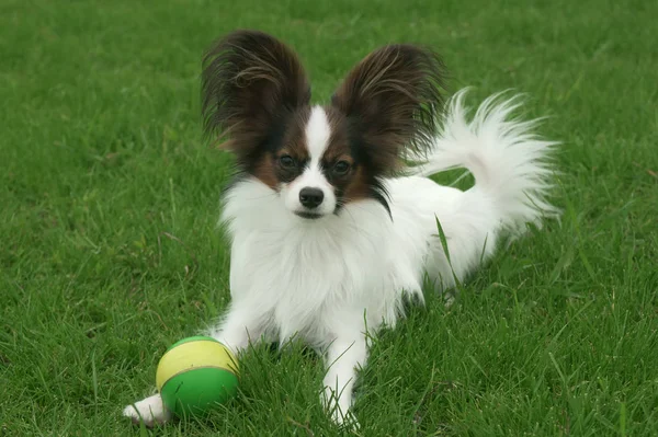 美丽的年轻男性狗大陆玩具猎犬蝴蝶球在绿色的草坪上 — 图库照片
