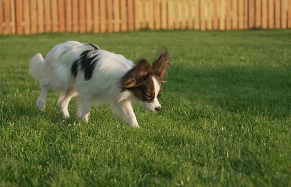 美丽的年轻男性狗大陆玩具猎犬蝴蝶在绿色的草坪上 — 图库照片