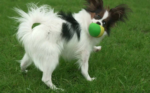 美丽年轻男性狗大陆玩具猎犬蝴蝶玩球在绿色的草坪上 — 图库照片