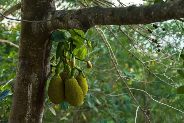 Frucht der Jackfrucht wächst am Baum — Stockfoto