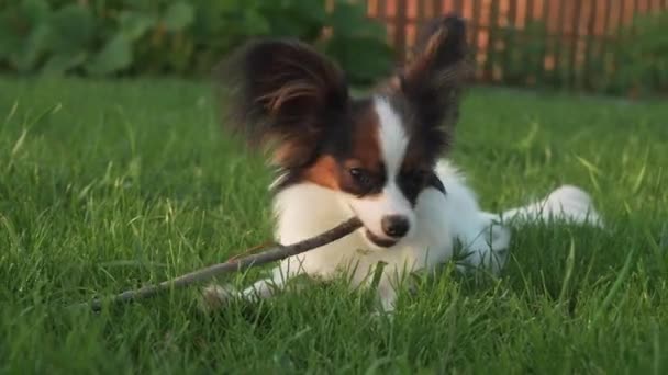 Sopa üzerinde yeşil çim stok görüntüleri video kemiren papillon Continental oyuncak İspanyol köpek yavrusu — Stok video