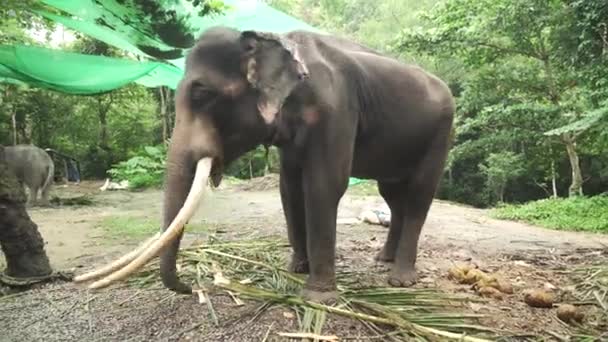 Big elephant with tusks stock footage video — стоковое видео