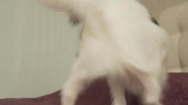 Papillon Continental oyuncak İspanyol köpek komik top stok görüntüleri video çalış