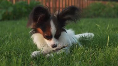 Sopa üzerinde yeşil çim stok görüntüleri video kemiren papillon Continental oyuncak İspanyol köpek yavrusu