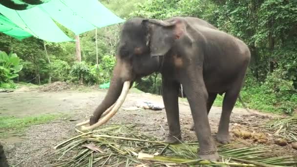 Stor elefant med betar arkivfilmer video — Stockvideo