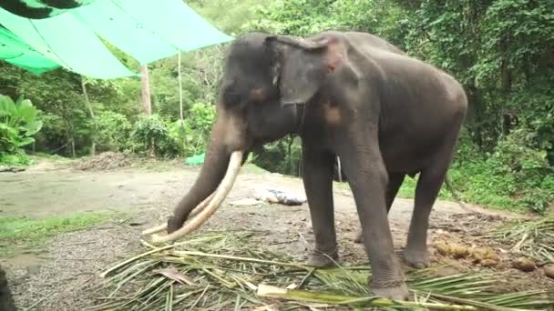 Großer Elefant mit Stoßzähnen Stock Footage-Video — Stockvideo