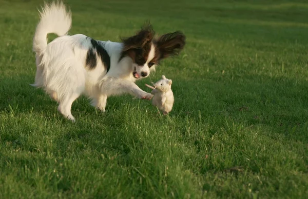 Beau jeune chien Continental Toy Spaniel Papillon jouant avec peluche jouet sur pelouse verte — Photo