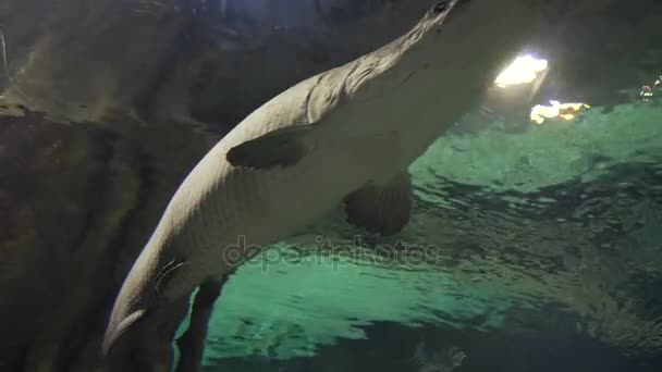 Arapaima gigas in freshwater aquarium stock footage video — Stock Video