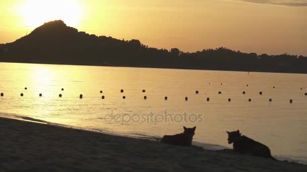 Собаки и прохожий на фоне восхода солнца на пляже Ламай на острове Самуи, Таиланд — стоковое видео