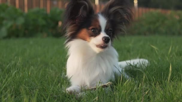 Papillon Continental Toy Spaniel puppy gnawing stick on green lawn stock footage video — Stock Video