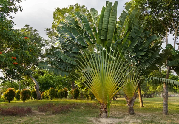 Schöne Pflanze ravenala im tropischen Park — Stockfoto