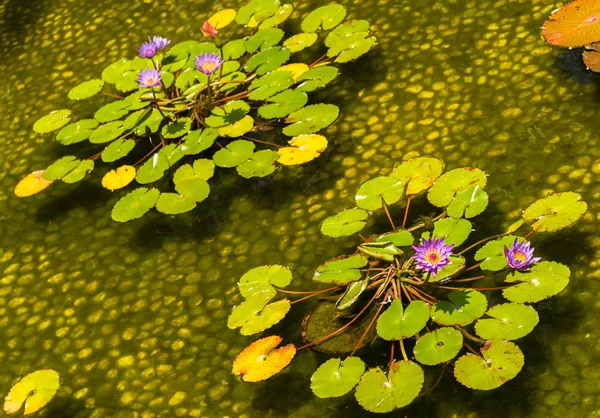 Decorative pond with beautiful water lilies — Stock Photo, Image